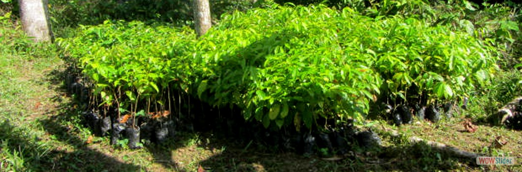 Forestation project in Mocagua -2013.