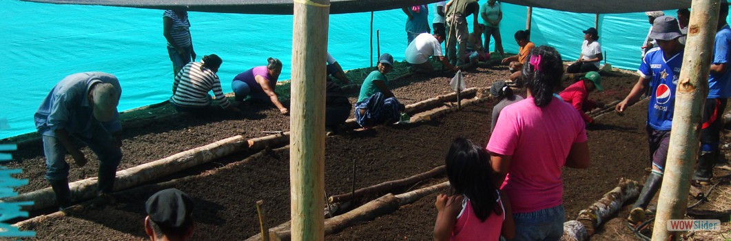 Forestation Project in San Jose Km 6 - 2014.