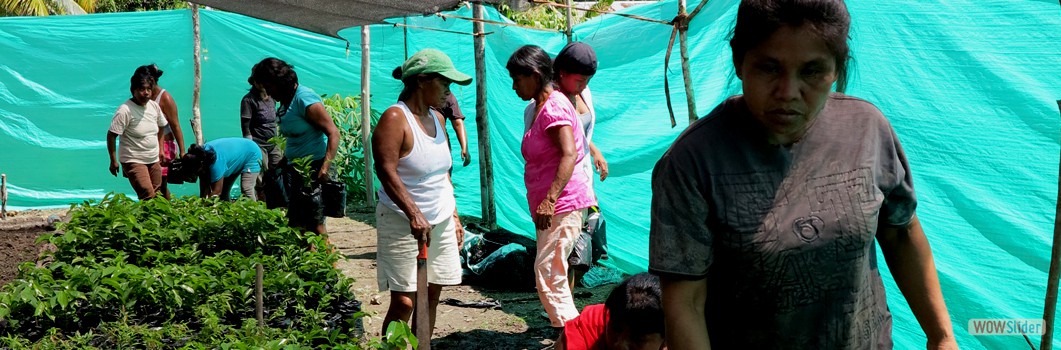 Forestation Project in San Jose Km 6 - 2015.