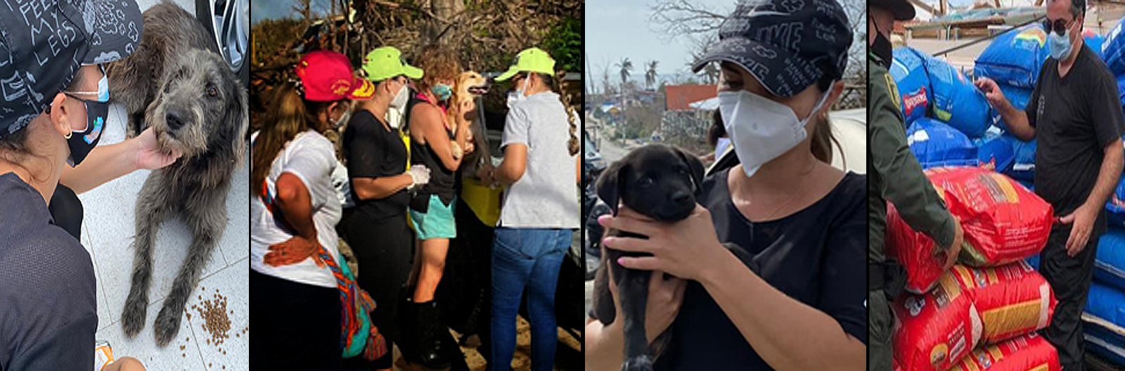 Saving animals in Providencia Island.