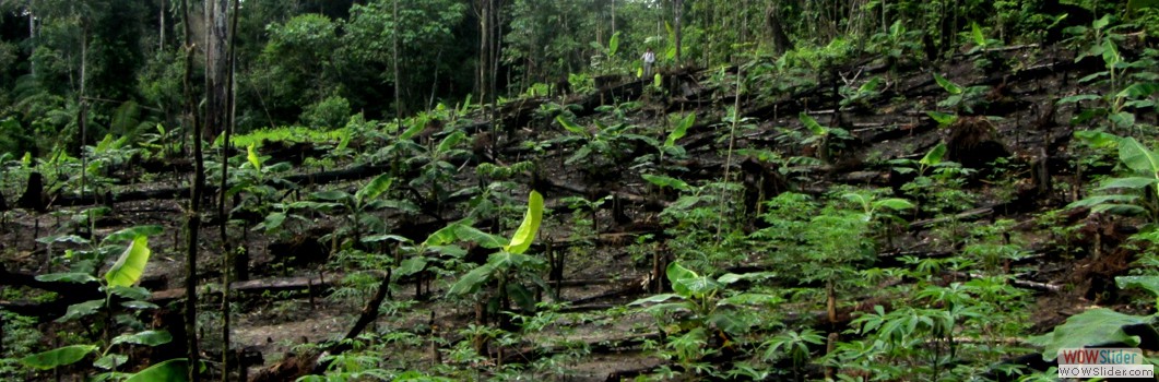 Forestation project in Valencia -2012.