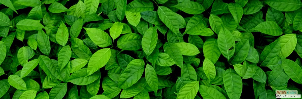 Young plants at the seed plot in Mocagua -2013.